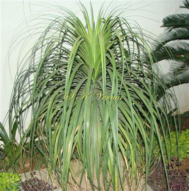  Plant